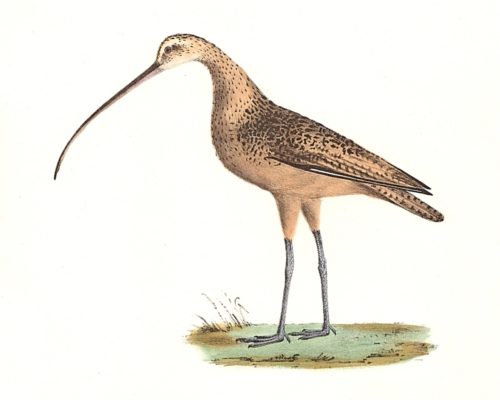 The Long-billed Curlew