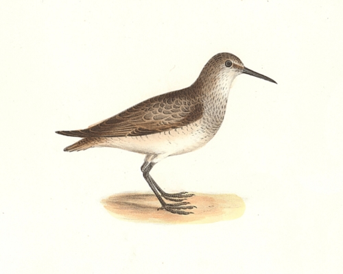 The Red-breasted Sandpiper