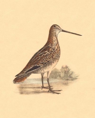 The American Snipe