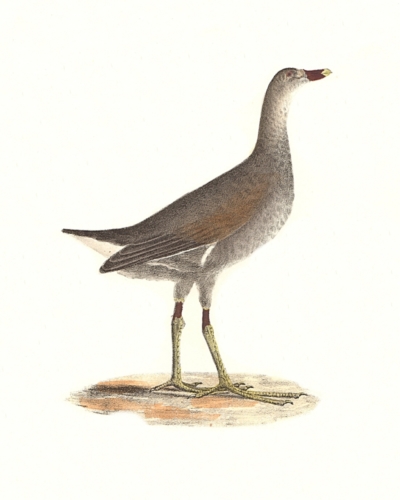 The Florida Gallinule