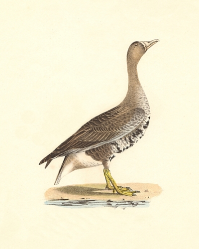 The White-fronted Goose